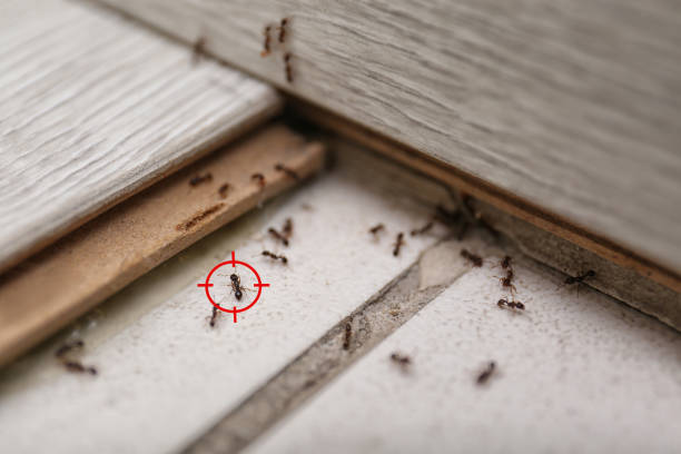 Best Mosquito Control Services  in Sayreville, NJ